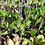 Severe euonymus scale infestation on euonymus in Falmouth, MA on 8/13/2024. Photo courtesy of: C.H. Bergmann, Jr.