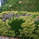 Severe euonymus scale infestation on euonymus in Falmouth, MA on 8/13/2024. Photo courtesy of: C.H. Bergmann, Jr.