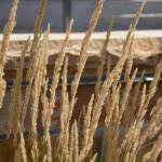 Calamagrostis x acutiflora ‘Karl Foerster’, Karl Foerster feather reed grass