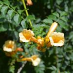 Plant of the Week: Campsis radicans