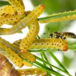 Redheaded pine sawfly larvae observed in the Montague Sandplains, MA on 8/3/2024. Photo courtesy of: Dr. Paul Sievert, Emeritus, UMass Amherst.