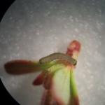 Early instar winter moth larvae