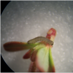 Early instar winter moth larvae