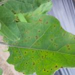 Early blight spots on eggplant.