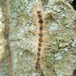 A gypsy moth caterpillar that has succumbed to the caterpillar killing fungus known as Entomophaga maimaiga viewed on 6/20/2018 in Amherst, MA. Note the vertical orientation of the caterpillar that is now shriveled and dried. (Photo: T. Simisky)