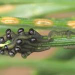 Young European pine sawfly caterpillars feeding in a group observed in Framingham, MA on 5/4/2018. The slits in the needle behind the caterpillars were made by an adult female sawfly who previously laid her eggs in those openings. The eggs overwinter. These excellent photos are courtesy of Dr. Jennifer Forman Orth, MDAR.