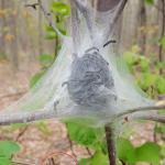 Eastern tent caterpillars (ETC) continue to grow and feed and their tents become increasingly apparent. The ETC egg mass with tapered, round-ish edges can be seen in the background. Observed in Belchertown, MA on 5/3/17. (Simisky, 2017)
