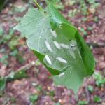Euonymus caterpillar cocoons wrapped within a maple leaf at a location in Amherst, MA. Adult moths were seen emerging on 7/7/17 at this location. (T. Simisky)