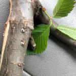 European elm scale seen in Quincy, MA on 6/3/2020. (Photo Courtesy of Chris Hayward)