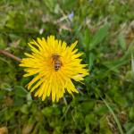 A European honeybee (Hymenoptera) seen on a dandelion in Hampshire County, MA on 5/1/2024. Note thll pollen baskets on the lege fus. Photo: Tawny Simisky, UMass Extension.