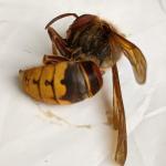 A European hornet (NOT the Asian giant hornet) photographed in Billerica, MA on 6/3/2021. Note the teardrop-shaped black markings interrupting the yellow stripes on the abdomen. (Image courtesy of Rick Parker.)