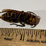 A deceased European hornet (next to ruler for scale) seen in Millis, MA on 5/29/20. (Photo Courtesy of Loring Barnes)