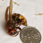 A European hornet (NOT the Asian giant hornet) photographed in Billerica, MA on 6/3/2021. (Image courtesy of Rick Parker.)