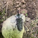 An adult eyed click beetle seen in a garden in Hampshire County, MA on 6/21/22. (Image Courtesy of: Joe Shoenfeld)