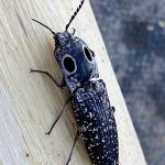 An eastern eyed click beetle (eyed elater) photographed on 6/6/20 in Sheffield, MA. (Photo Courtesy of Tom Ingersoll)