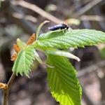 Adult elm zigzag sawflies are active in Berkshire County as of 5/2/2024 and found on newly emerging elm foliage at previously infested locations first detected in 2023. Photo courtesy of Nicole Keleher, MA DCR Forest Health Program. 