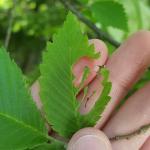 Coalesced zigzag patterned feeding of the elm zigzag sawfly. Note that as feeding continues, distinguishing this pattern from other leaf feeding insects on elm may become more difficult. Photo: Tawny Simisky, UMass Extension.