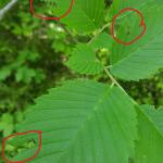 Elm zigzag sawfly feeding circled in red on leaves in Windsor, MA on 5/31/2024. Photo: Tawny Simisky, UMass Extension.