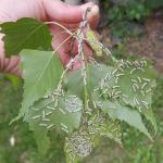Early instar fall webworm caterpillars found skeletonizing birch in Hampshire County, MA on 7/2/2022. (Photo: Tawny Simisky, UMass Extension)