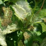 Fall webworm larvae, webs, frass, and feeding damage on Kousa dogwood in Chesterfield, MA on 7/27/19. (Tawny Simisky, UMass Extension)