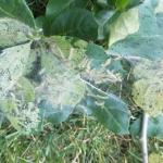 Fall web worm on Nyssa sylvatica