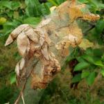 fall webworm on Malus (apple)
