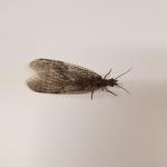 A female dobsonfly photographed on 6/5/20 in Northborough, MA. (Photo Courtesy of Tim Hay)