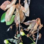 Foliar anthracnose, caused by Colletotrichum, on Bing cherry (Prunus avium 'Bing'). Symptoms include browning and wilting leaves. White to pink-colored, dust-like spore masses are abundant on the blighted foliage. 