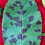 Dark-colored spots and blotches caused by rose downy mildew (Peronospora sparsa).