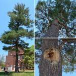 Large eastern white pine on the UMass campus with an irregular branching pattern and a large tear-out wound on the trunk.