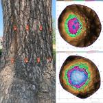 Sonic tomograms from an eastern white pine showing internal decay in the lower trunk (depicted as green-magenta-blue).