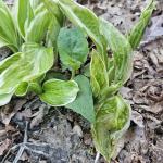 Freeze damage to emerging hosta foliage (R. Norton)