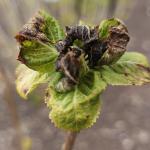 Freeze damage to Hydrangea macrophylla leaves and buds (R. Norton)