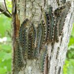 Forest tent caterpillars observed in Belchertown on 6/9/17. They are quite large and continue feeding at this time, but pupation should begin soon. (Simisky, 2017)