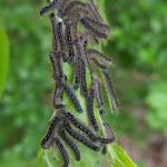 A group of forest tent caterpillars viewed on 5/21/2024 in Chesterfield, MA. These native insects rarely cause significant defoliation, except in outbreak years. Outbreaks are eventually reduced by natively occurring natural enemies. (Photo: Tawny Simisky, UMass Extension.)