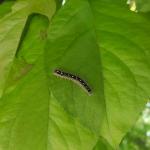 A forest tent caterpillar seen on crabapple foliage on 5/16/18 in Amherst, MA. Note the white “keyhole” or “penguin”-shaped markings down the dorsal side of the caterpillar. (Photo: T. Simisky)