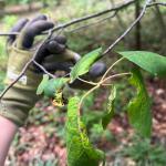 Fungal leaf spot and insect damage on Amelanchier (G. Njue)