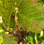 Fungal leaf spots on witch hazel (G. Njue)