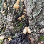 Newly emerging, cream to tan-colored fruiting bodies of Ganoderma sessile above old, dark purple fruiting bodies produced the previous year. The host sugar maple (Acer saccharum) was in serious decline on 9/20/22 (N. Brazee).