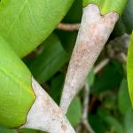 Grey leaf blight of rhododendron, caused by Pestalotiopsis.