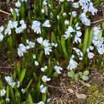 Glory of the snow (Chionodoxa) blooming in Dover, N.H.  photo by G. Njue