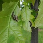 Gypsy moth caterpillars may still be seen feeding on oak in Amherst, MA on 5/30/19.  (Tawny Simisky, UMass Extension)