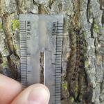 Many gypsy moth caterpillars observed on 6/14/17 in Amherst are 1-1.5 inches in length. (Simisky, 2017)