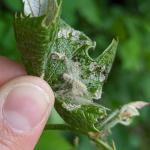 Grape plume moth activity seen in Chesterfield, MA on 5/28/2024. Photo: Tawny Simisky, UMass Extension.