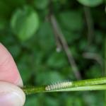 Grape plume moth caterpillar seen in Chesterfield, MA on 5/28/2024. Photo: Tawny Simisky, UMass Extension.