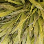 Gray leaf spot on Japanese forest grass (R. Norton)