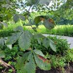 Guignardia leaf blotch on red horsechestnut (A. Petrie)