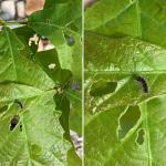 Early instar feeding by a gypsy moth (Lymantria dispar) caterpillar on a swamp white oak (Quercus bicolor)