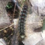 A gypsy moth caterpillar photographed on the forest floor in Great Barrington, MA on 6/9/2021. (Image courtesy of Michael Virgilio.)