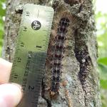 A gypsy moth caterpillar measuring 2 inches in length viewed on 6/20/2018 in Amherst, MA. (Photo: T. Simisky)